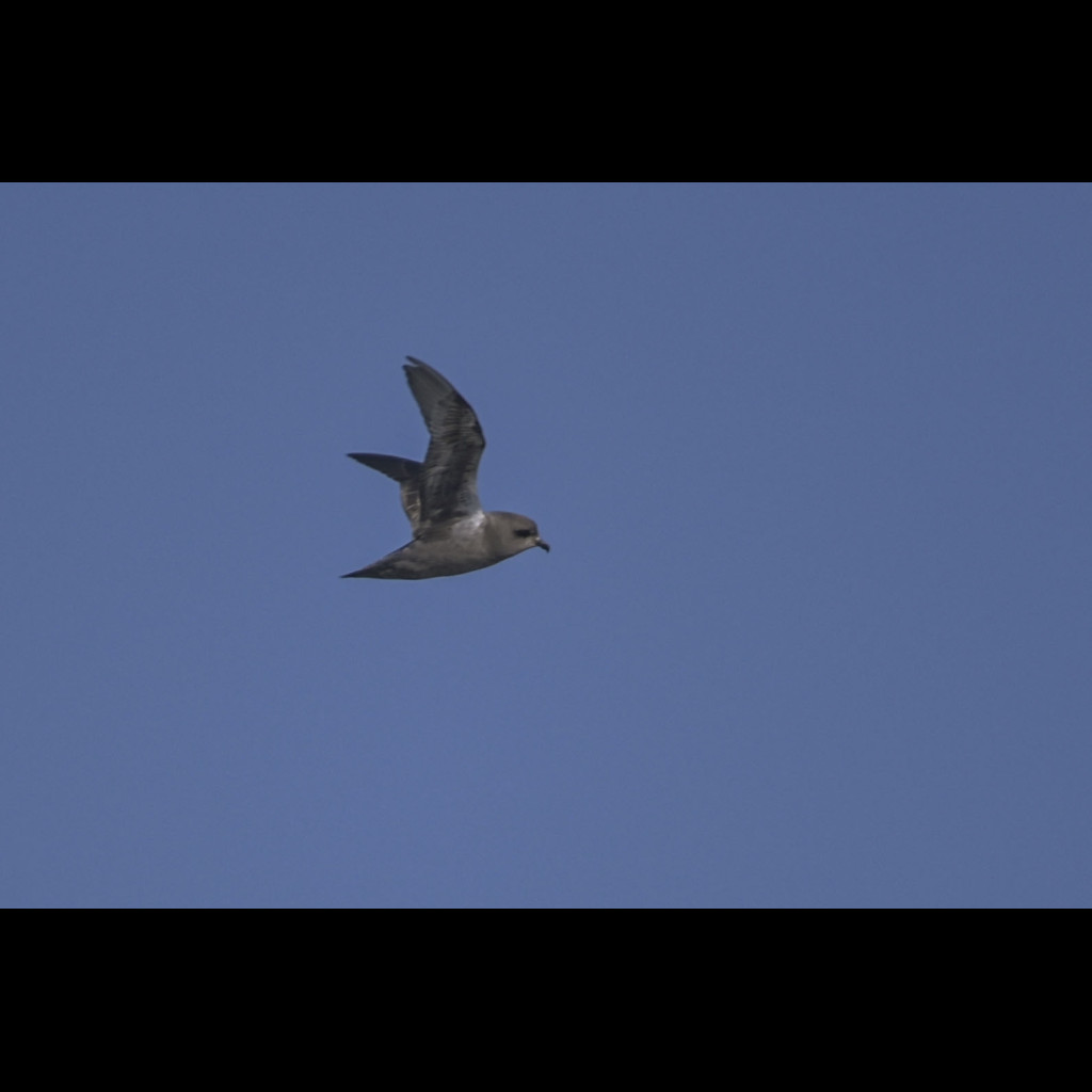 Kerguelen Petrel