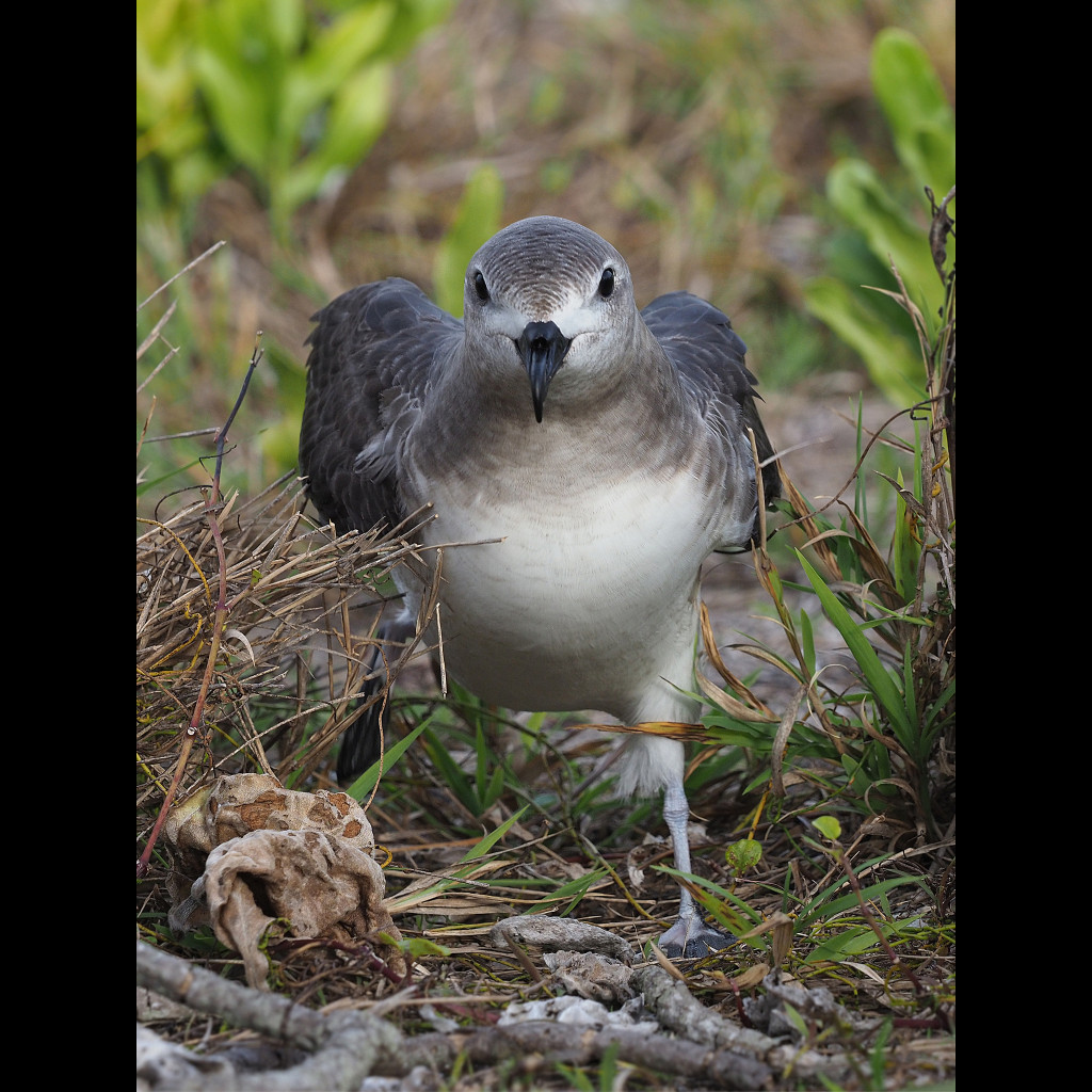 Kermadec Petrel