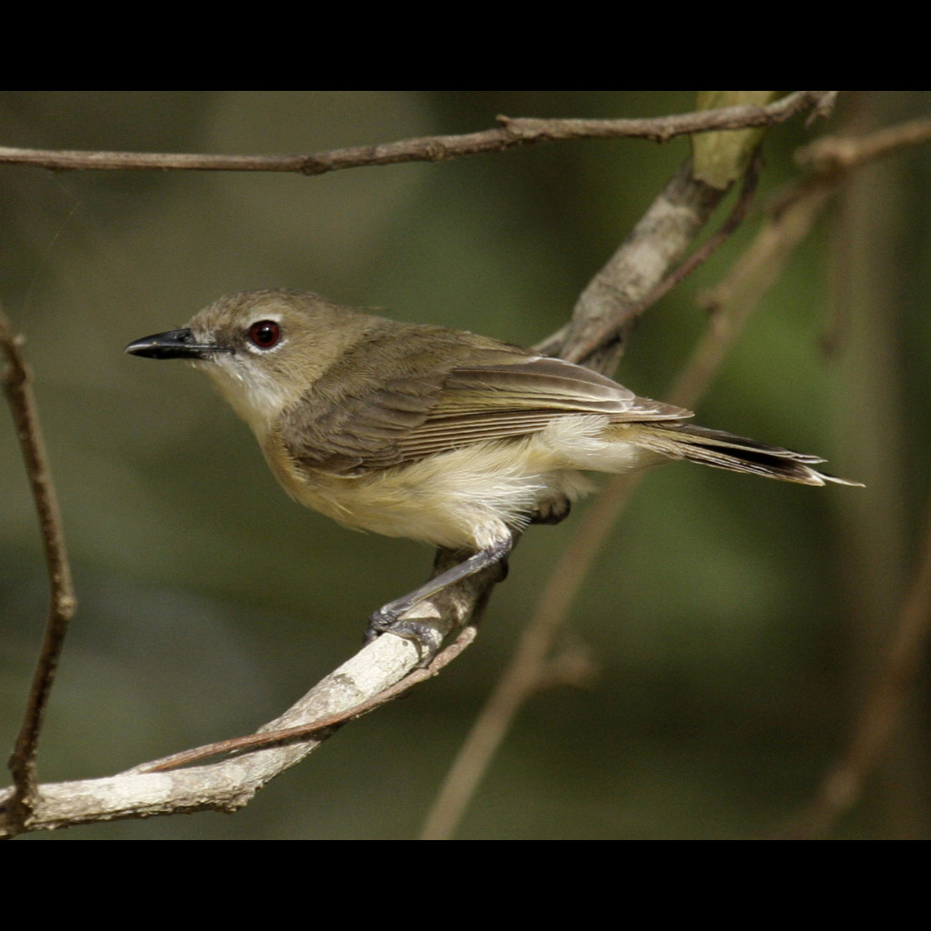 Large-billed Gerygone