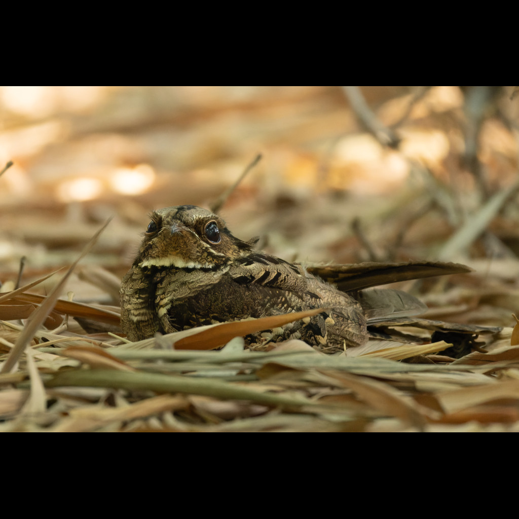 Large-tailed Nightjar