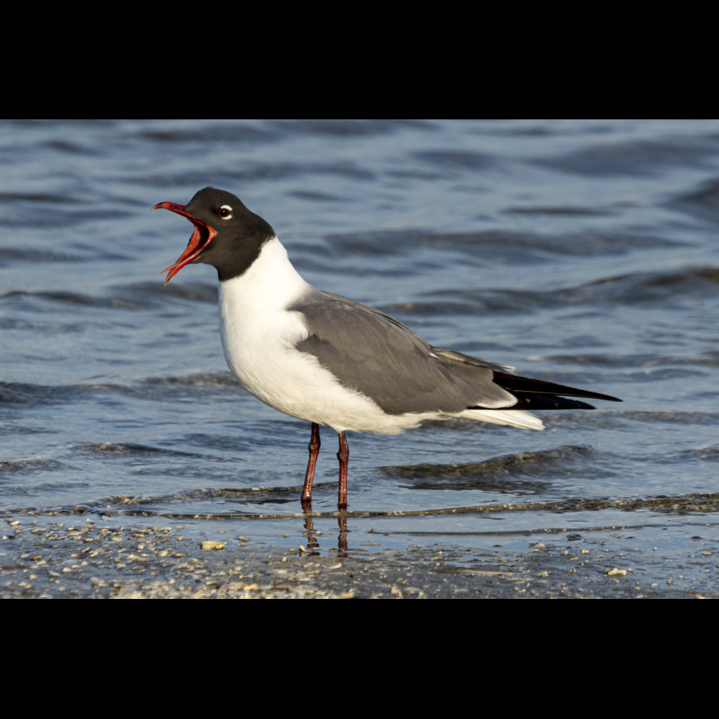Laughing Gull
