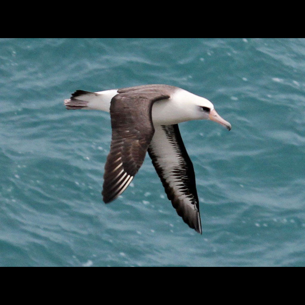 Laysan Albatross
