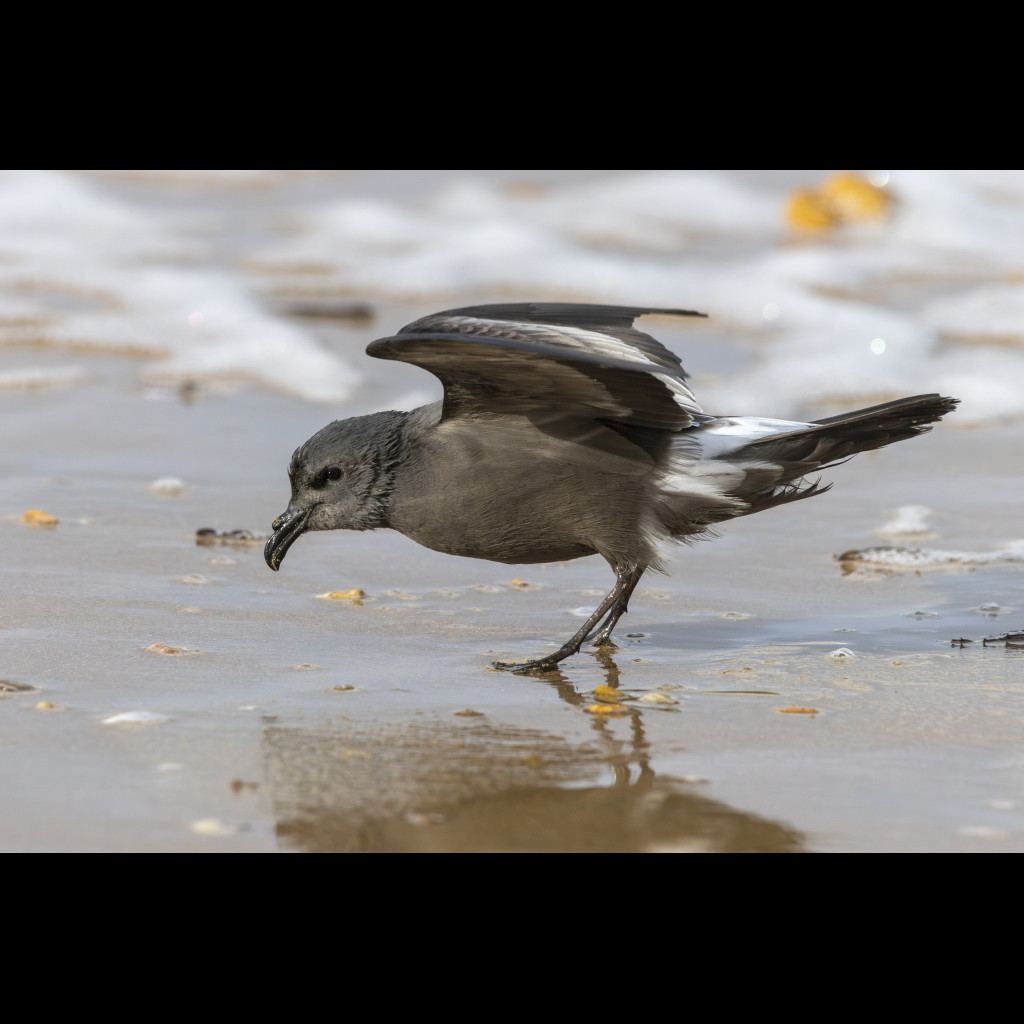 Leach's Storm-Petrel