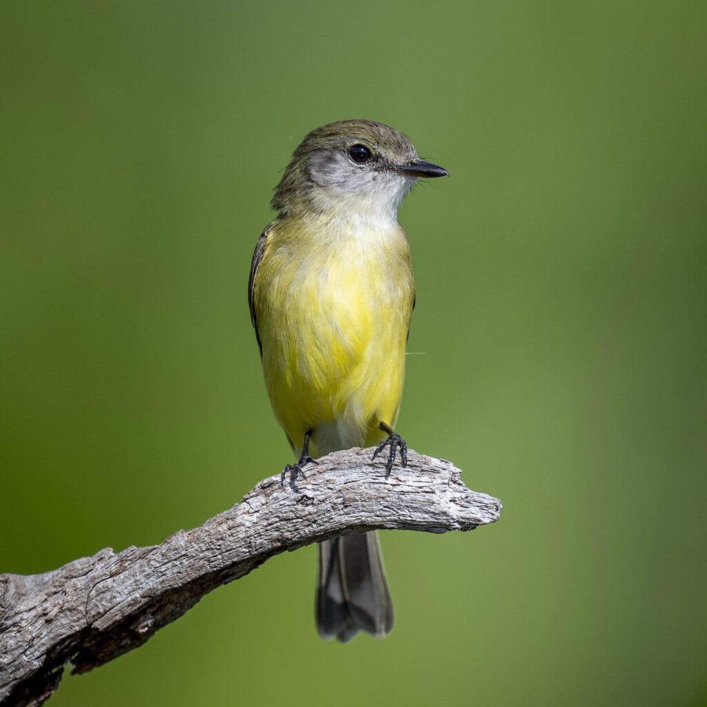 Lemon-bellied Flyrobin
