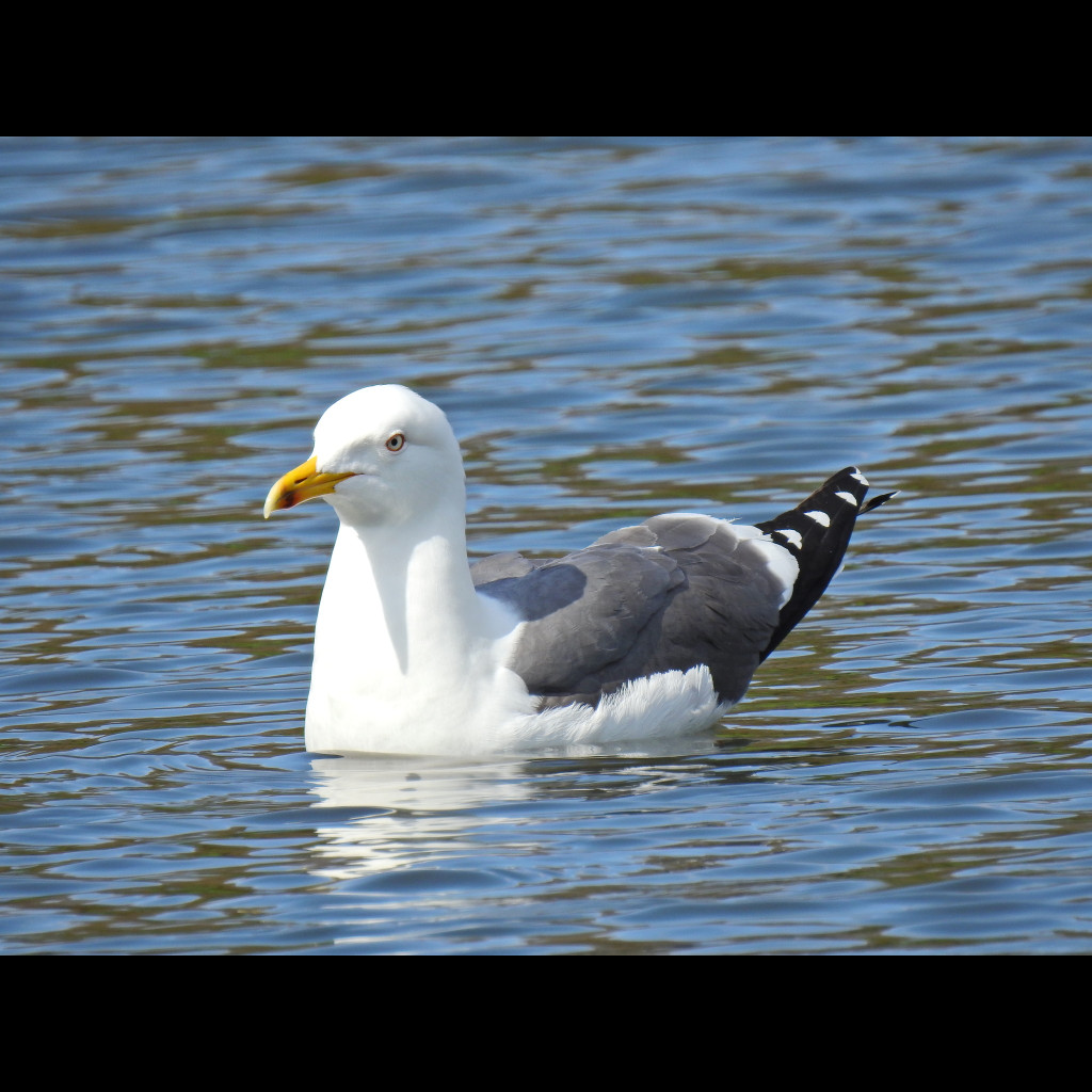 Lesser Black-backed Gull
