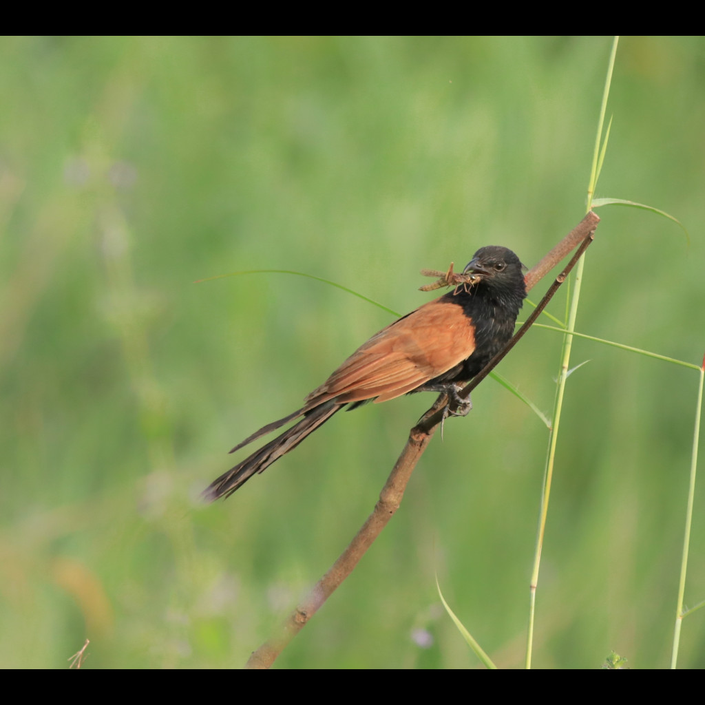 Lesser Coucal