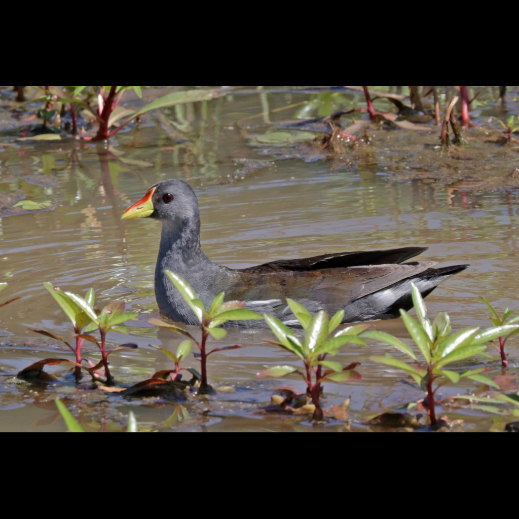 Lesser Moorhen