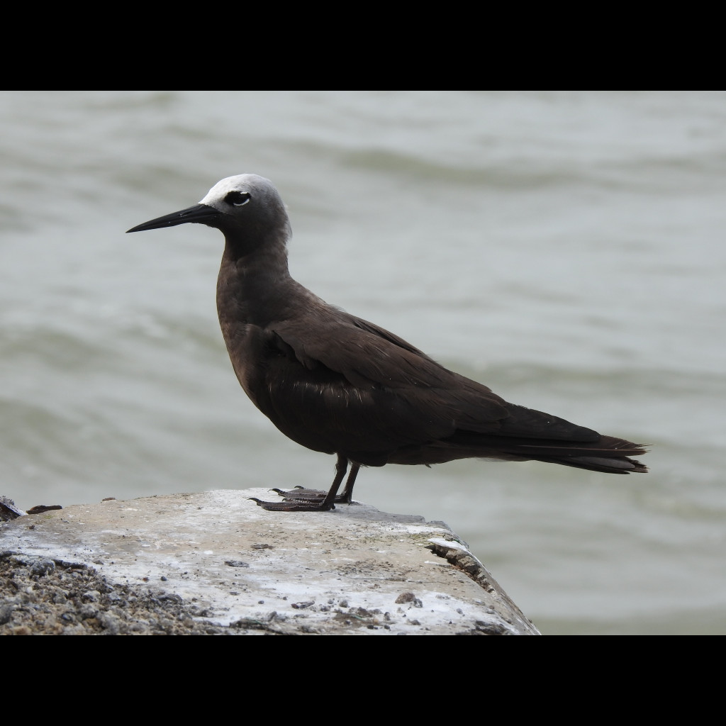 Lesser Noddy