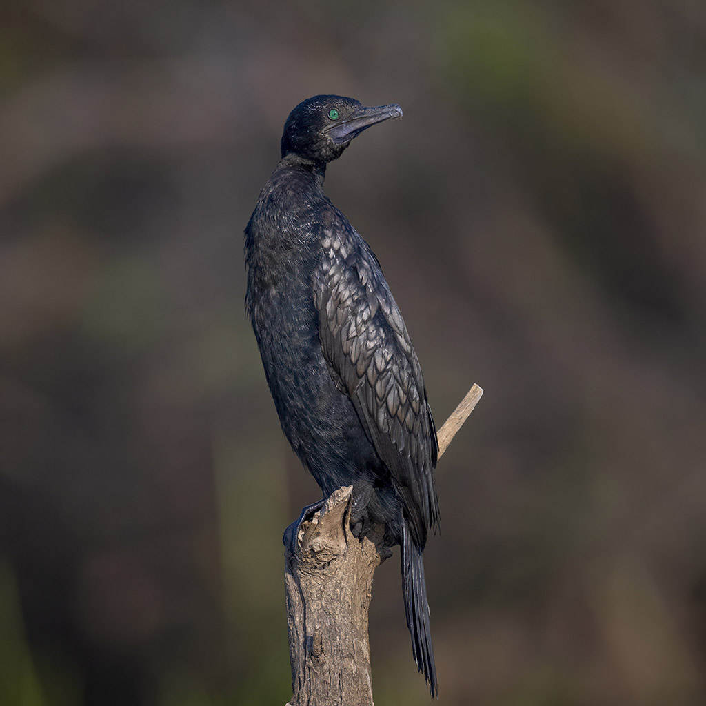 Little Black Cormorant