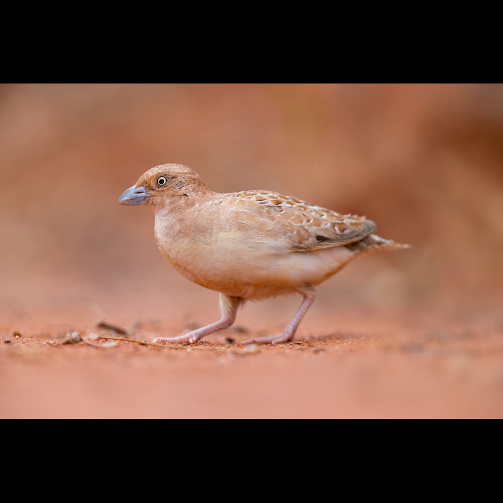 Little Button-quail