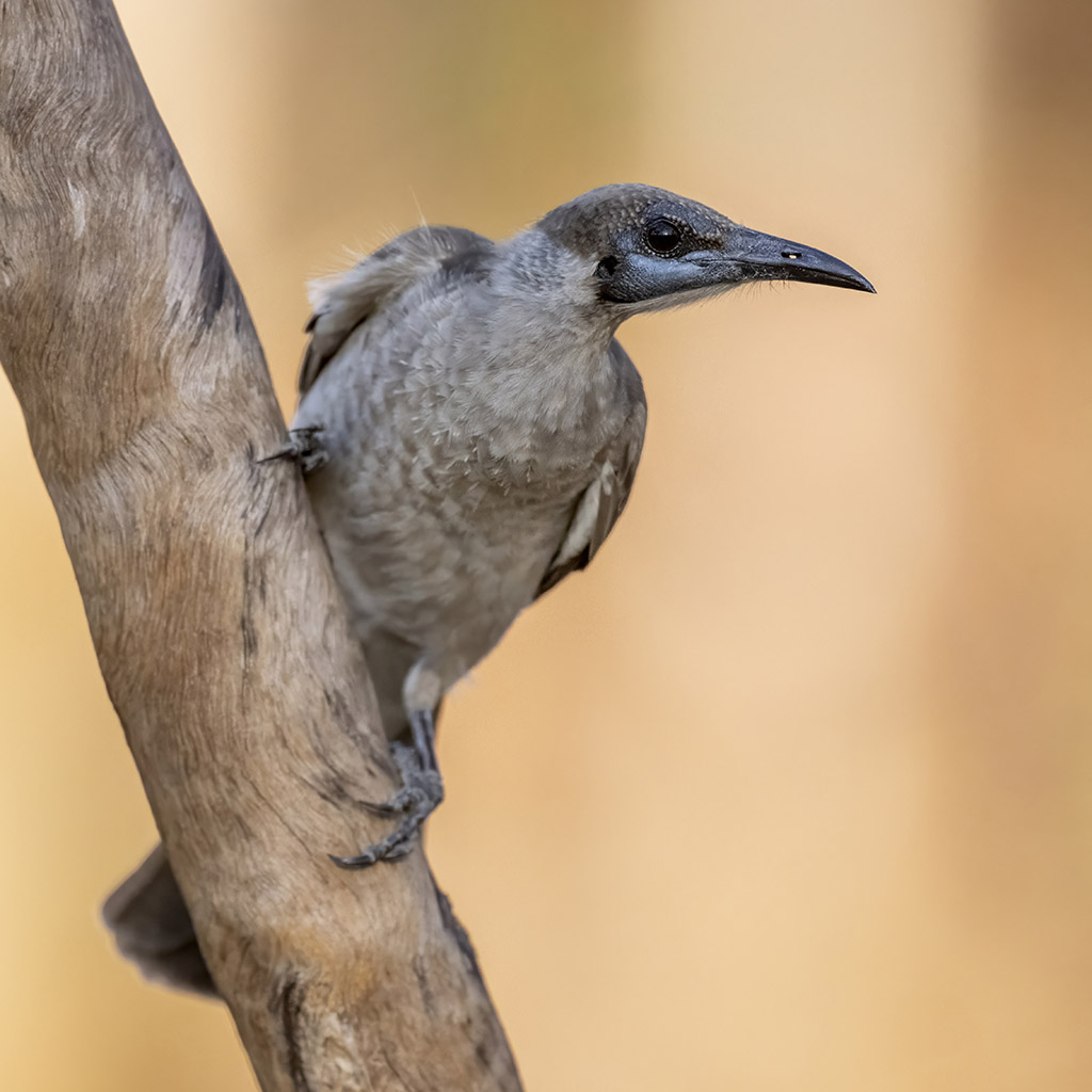 Little Friarbird