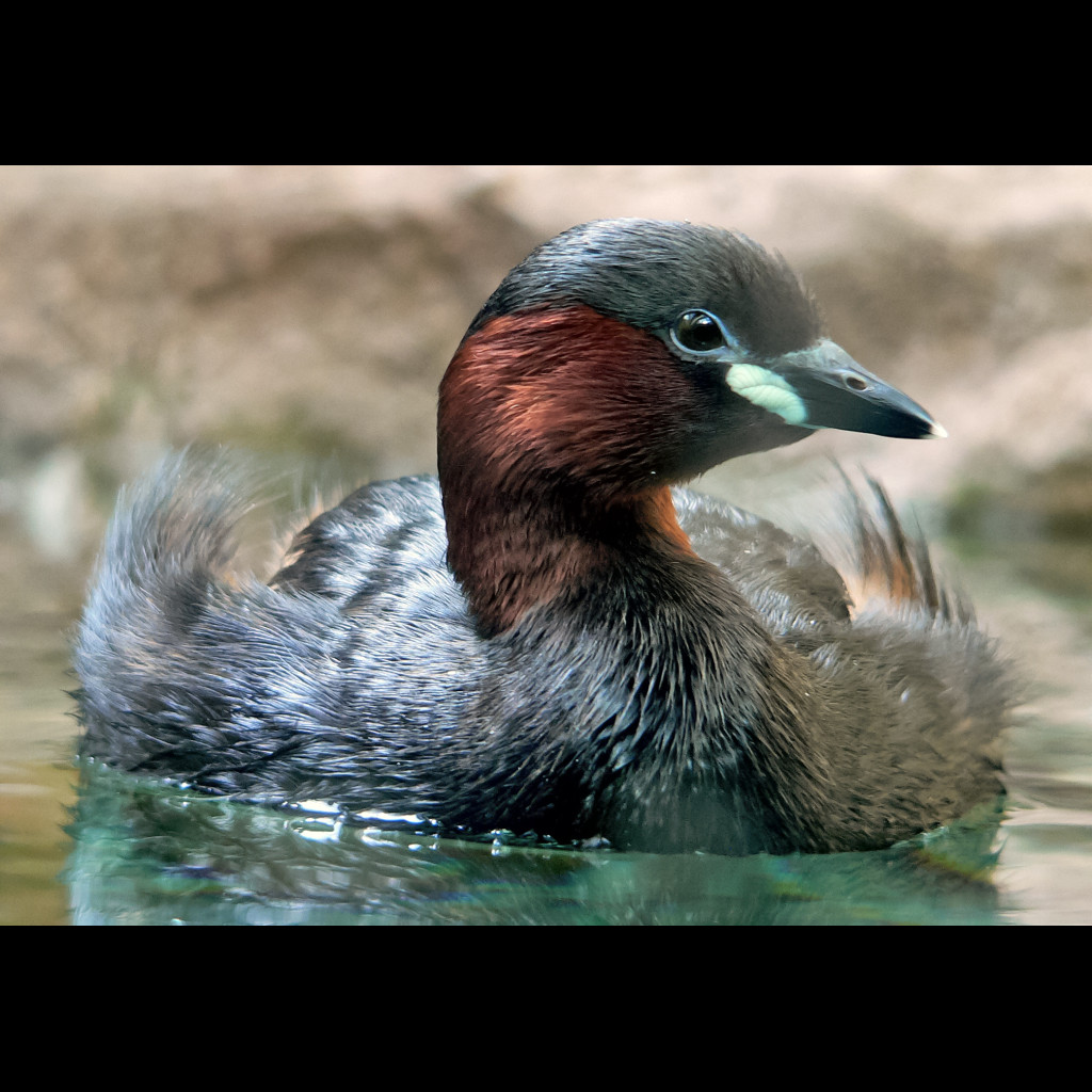 Little Grebe