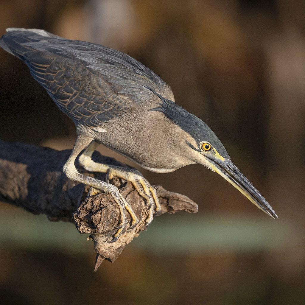 Little Heron