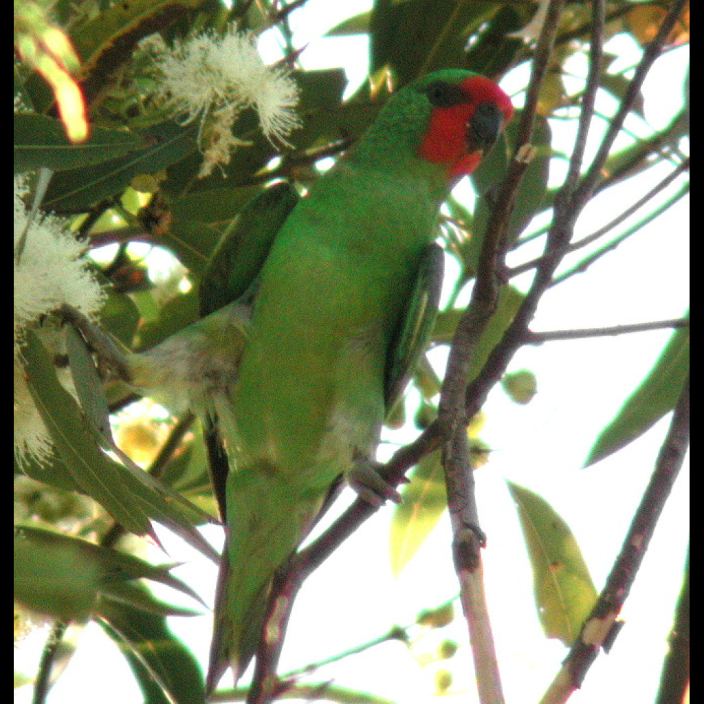 Little Lorikeet