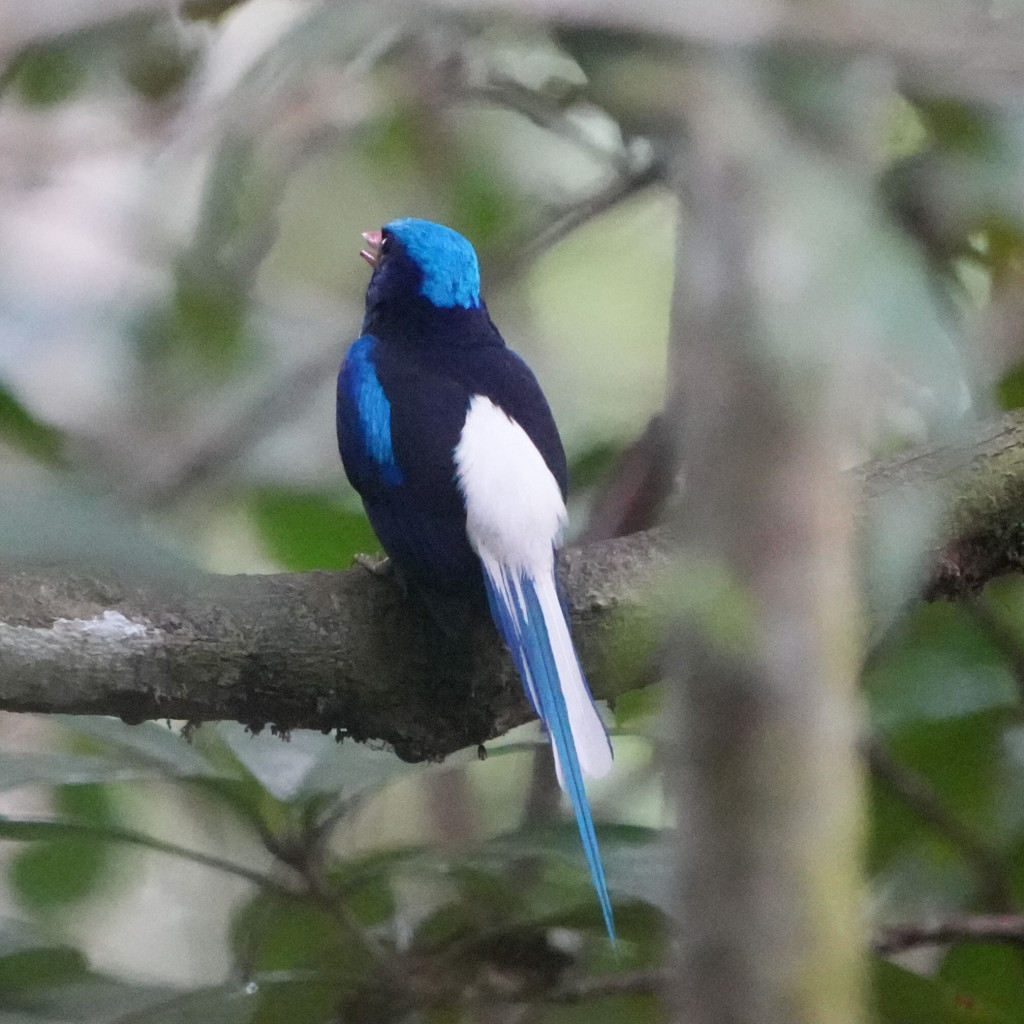 Little Paradise-Kingfisher