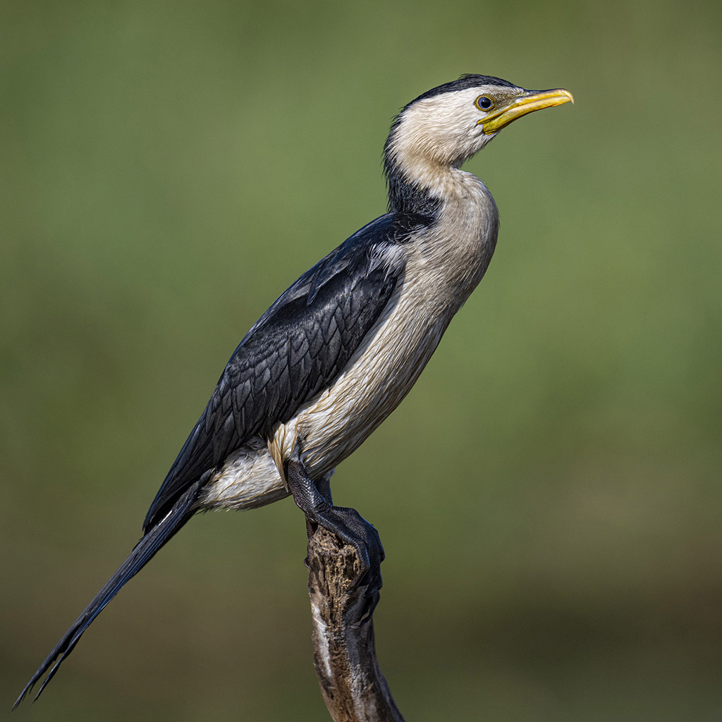 Little Pied Cormorant