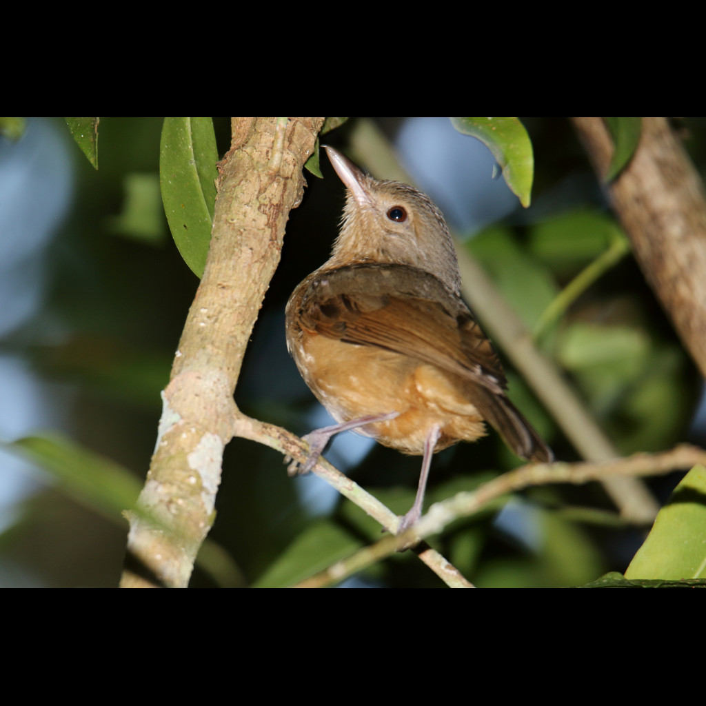 Little Shrike-thrush