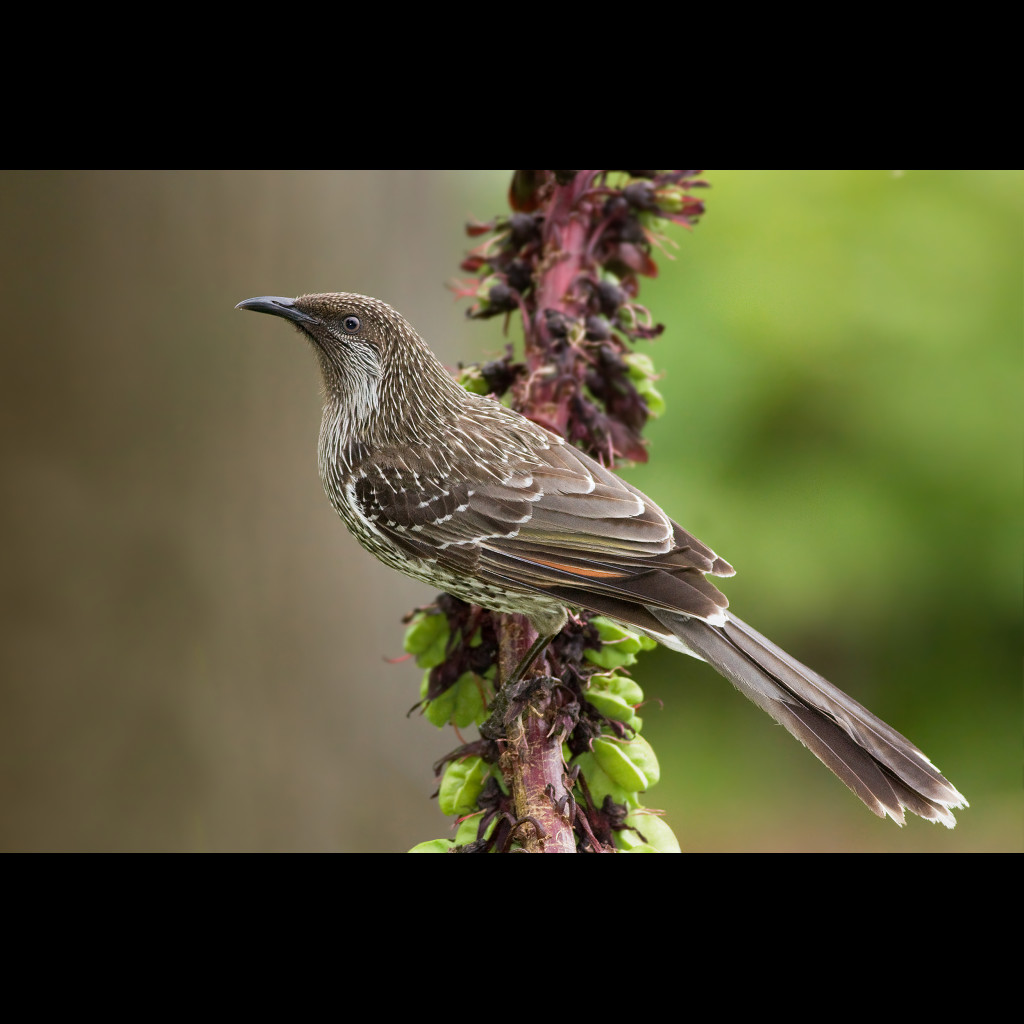 Little Wattlebird