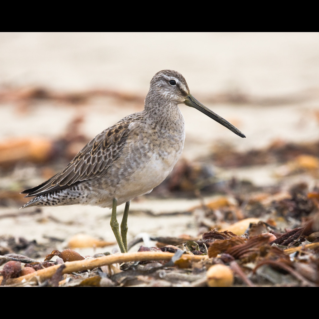 Long-billed Dowitcher