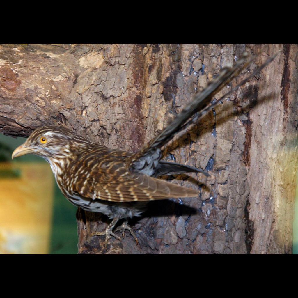 Long-tailed Cuckoo