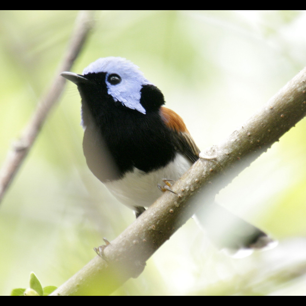 Lovely Fairy-wren