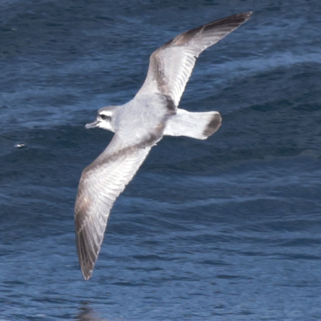 MacGillivray's Prion