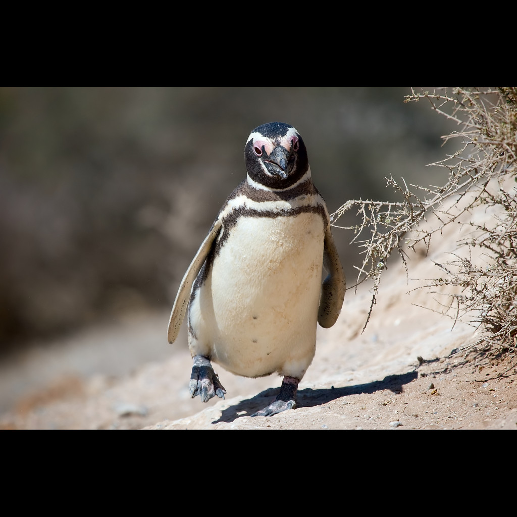 Magellanic Penguin