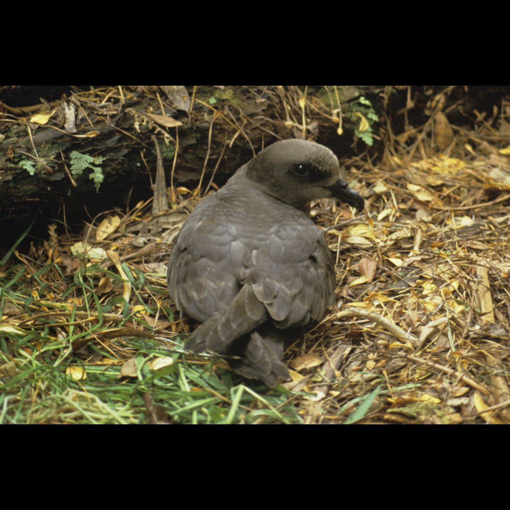 Magenta Petrel