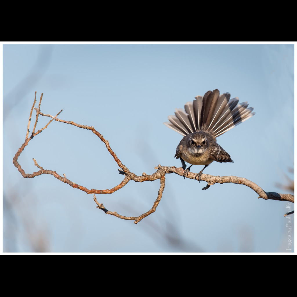 Mangrove Fantail