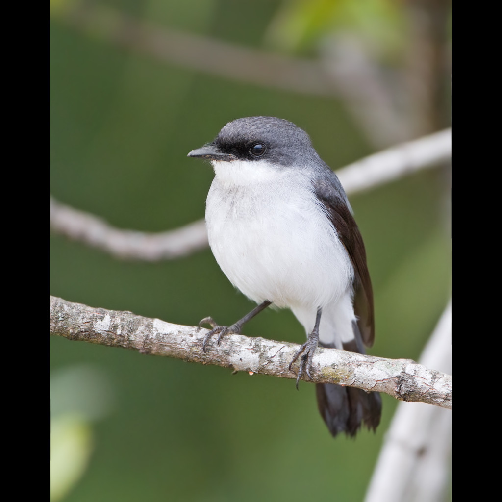 Mangrove Robin