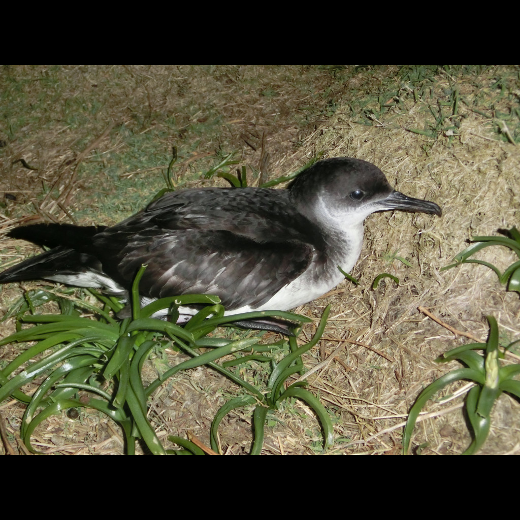 Manx Shearwater