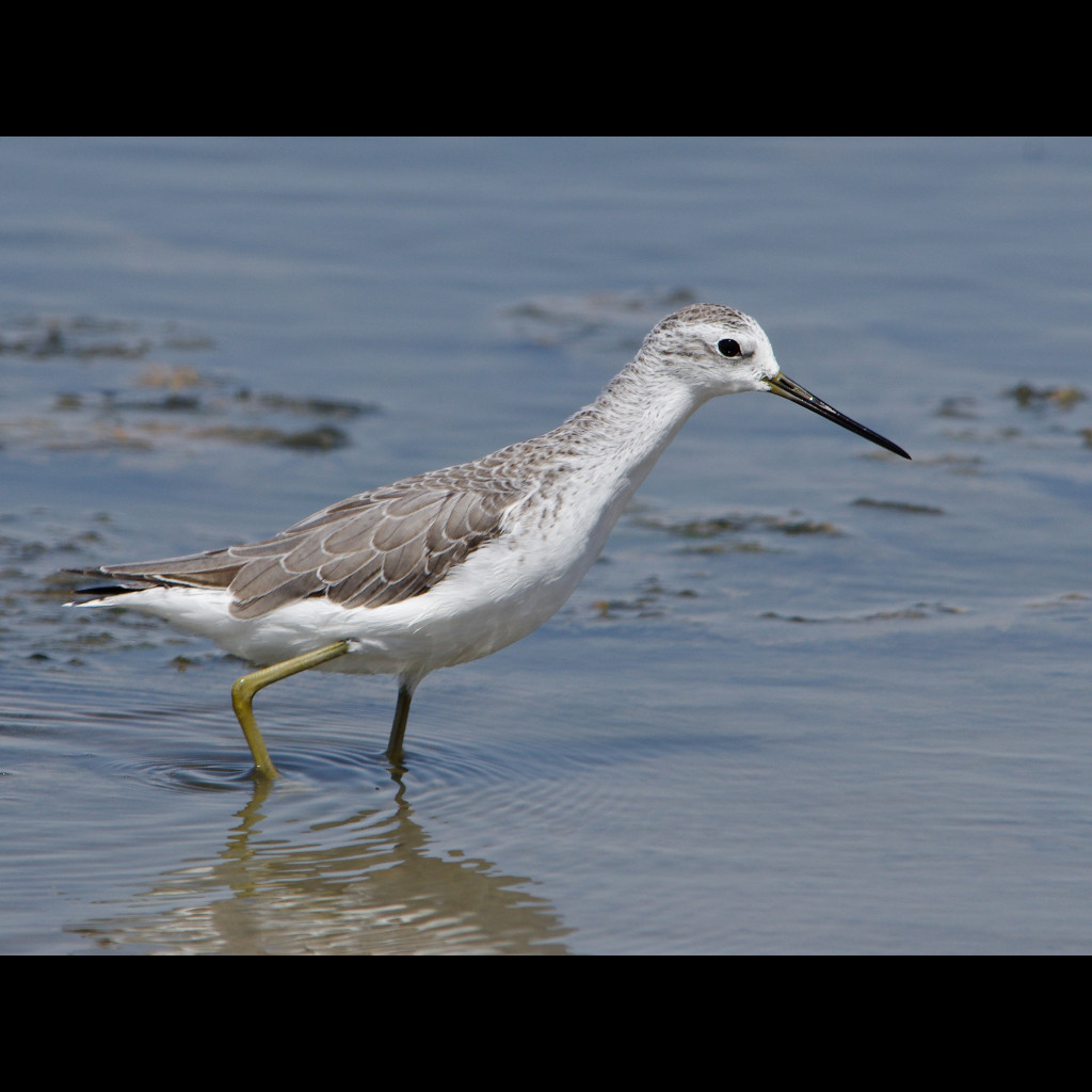 Marsh Sandpiper