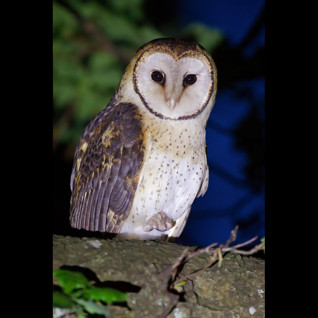 Masked Owl