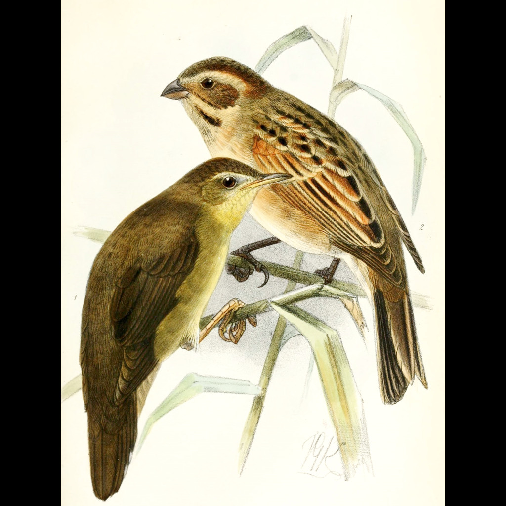 Middendorff's Grasshopper-Warbler