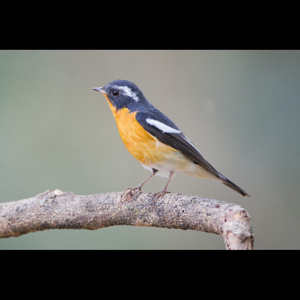 Mugimaki Flycatcher