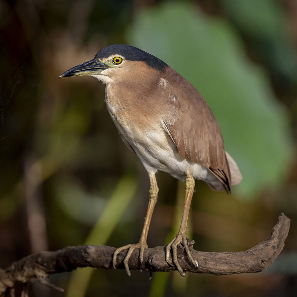 Nankeen Night Heron