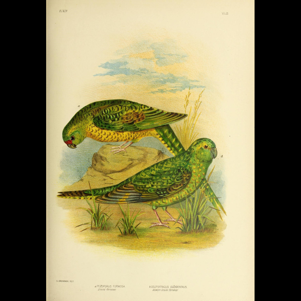 Night Parrot