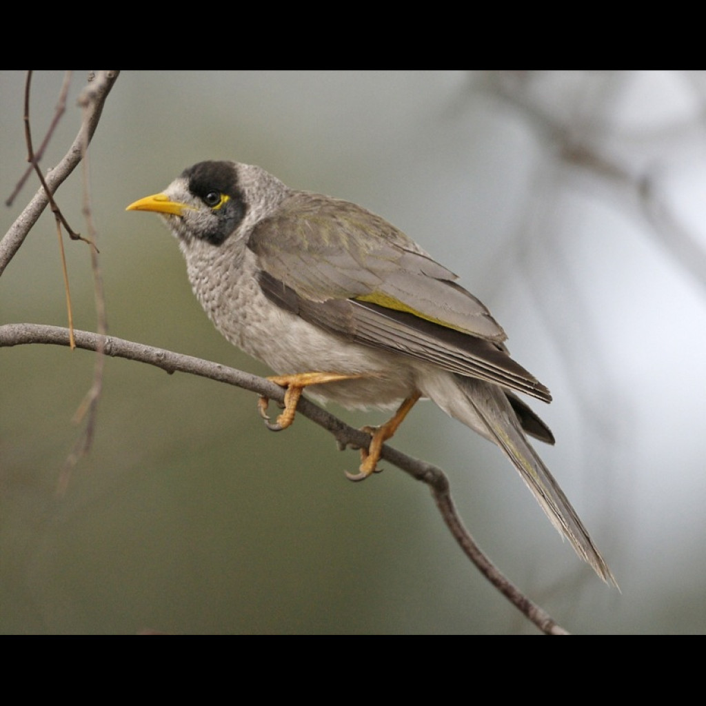 Noisy Miner