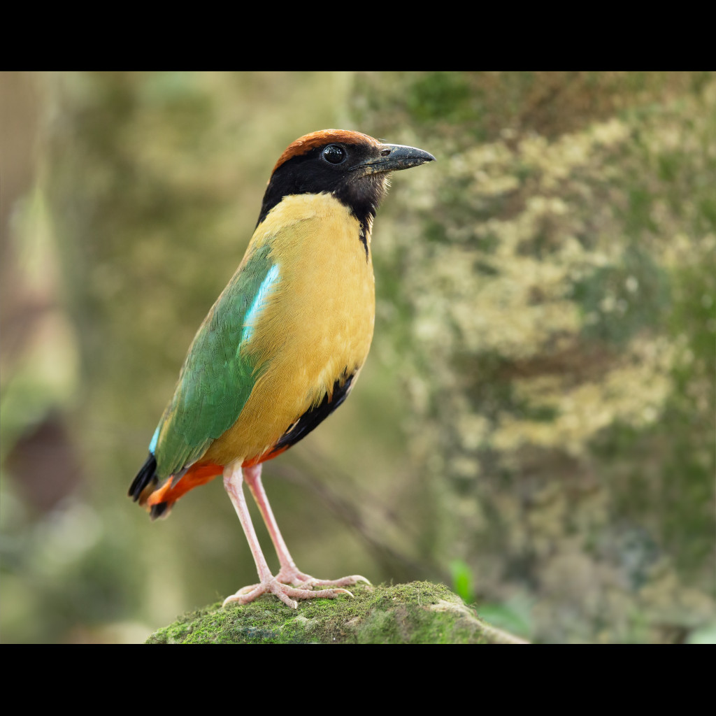Noisy Pitta