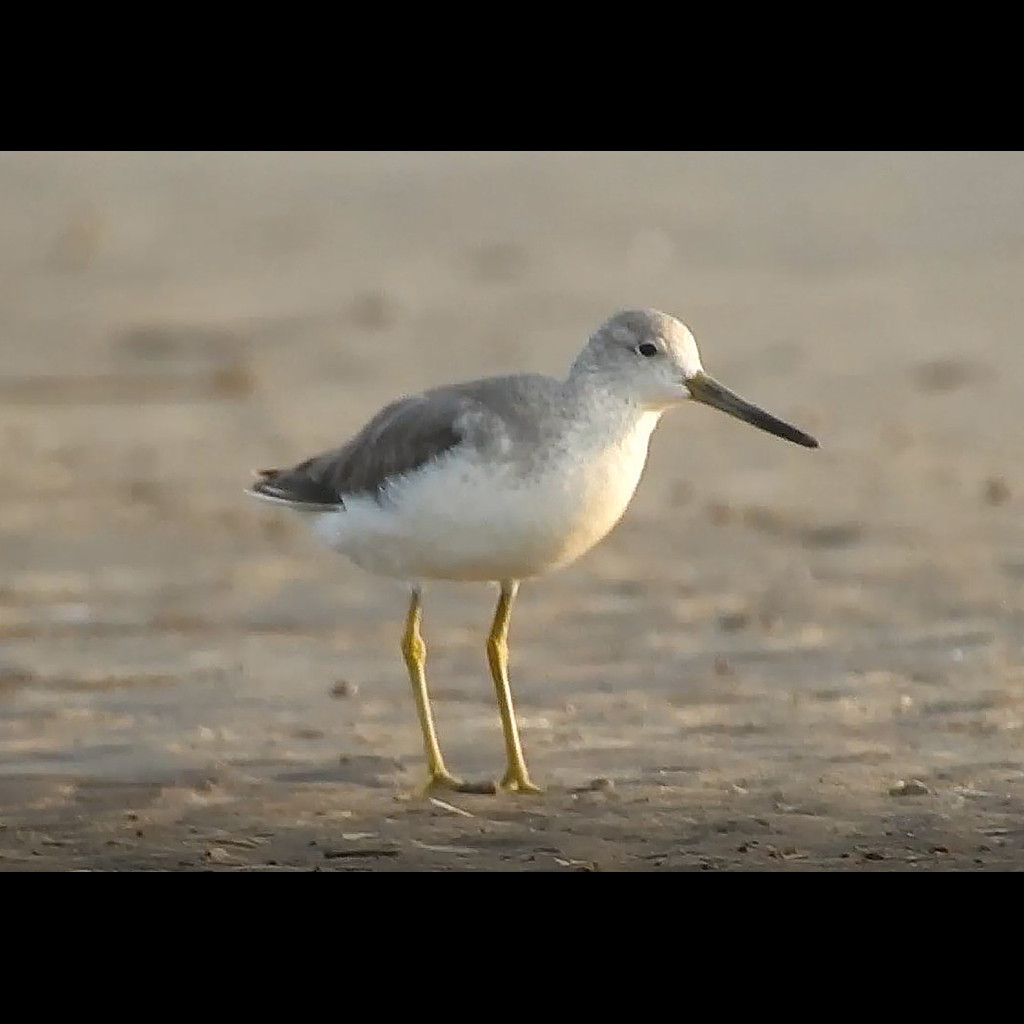 Nordmann's Greenshank