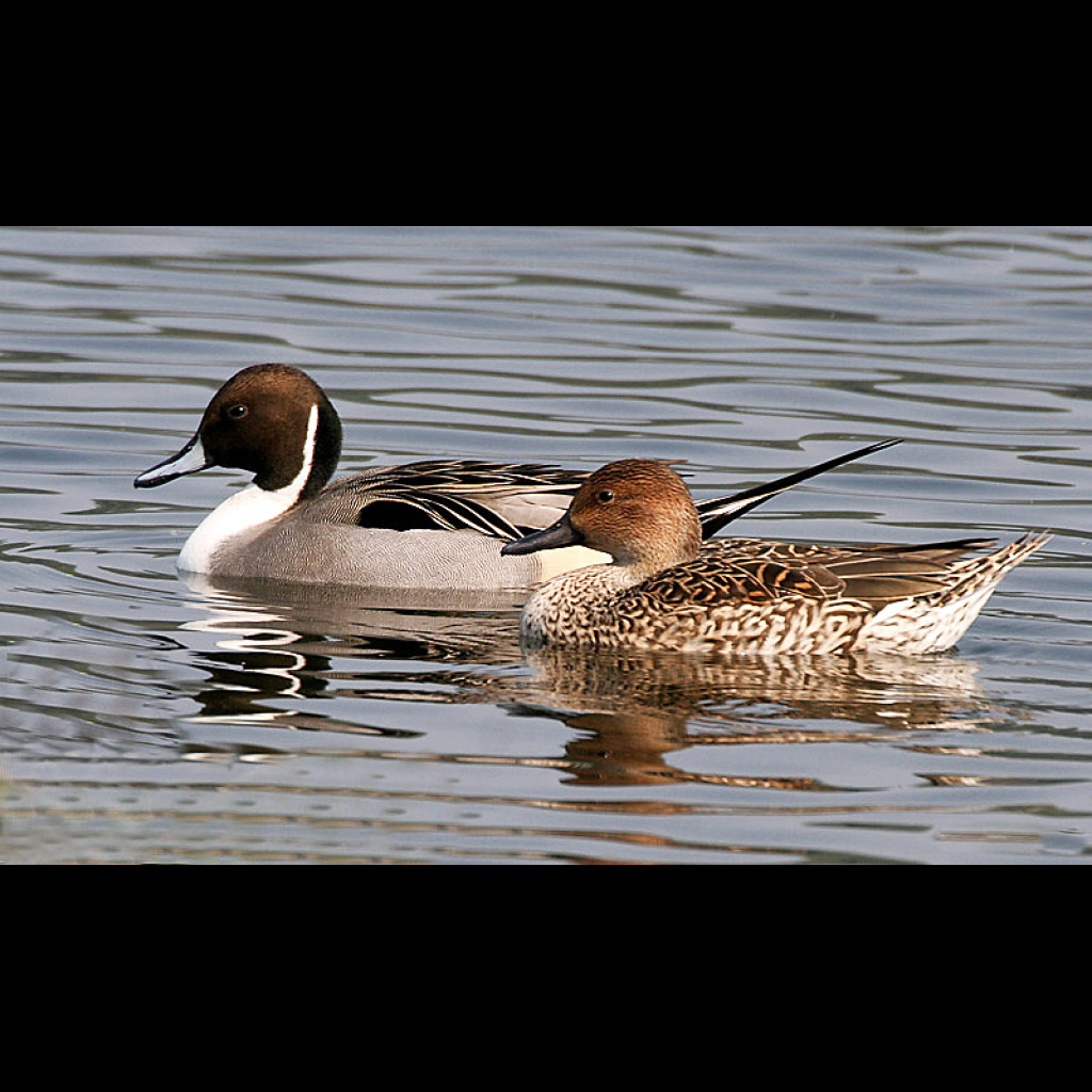 Northern Pintail