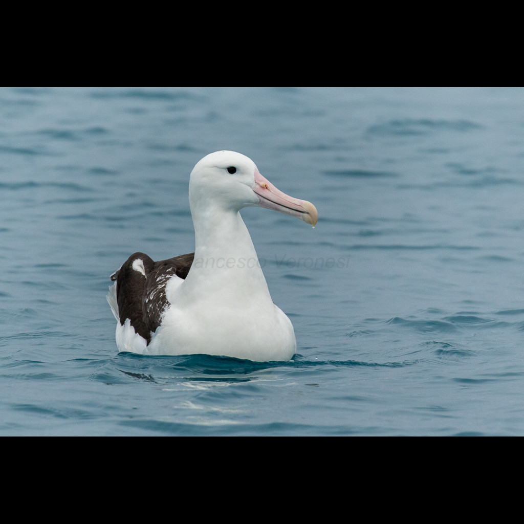 Northern Royal Albatross