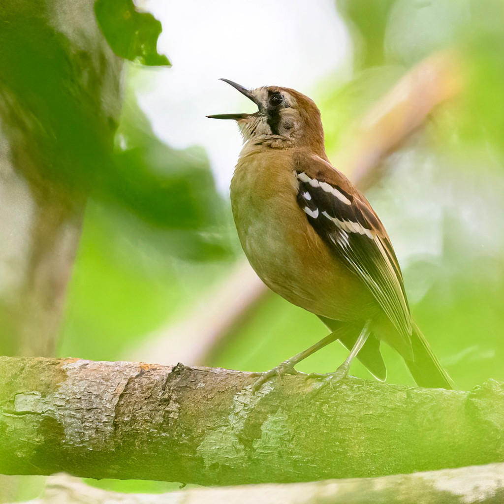 Northern Scrub-robin