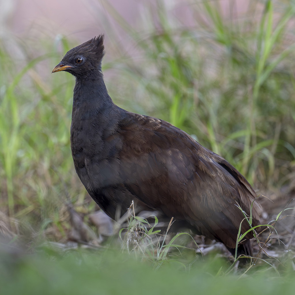 Orange-footed Scrubfowl