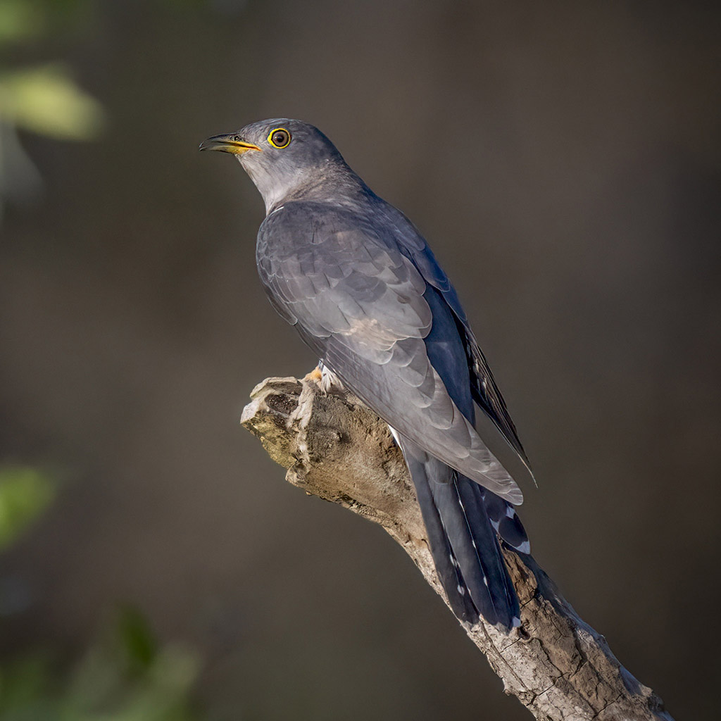 Oriental Cuckoo
