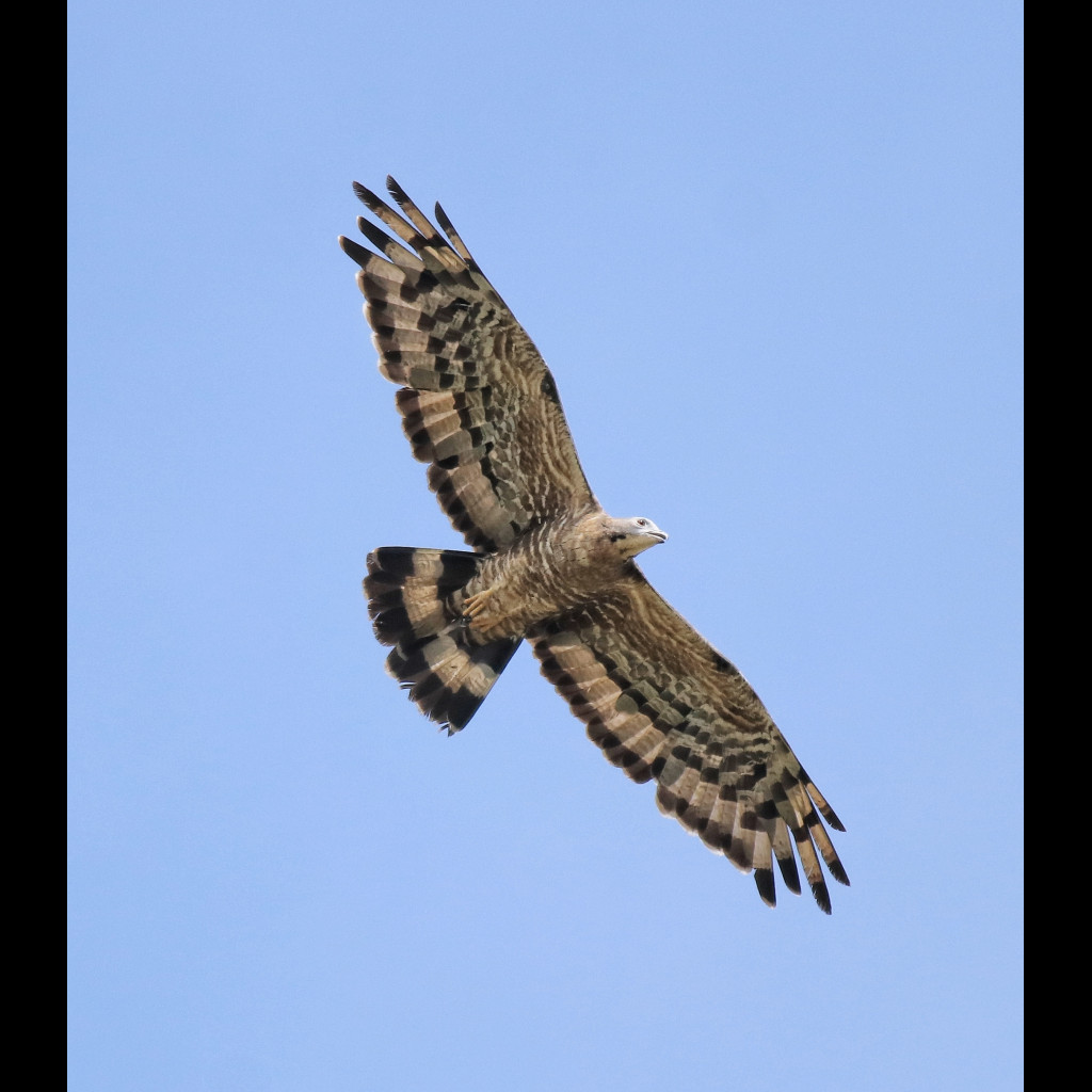 Oriental Honey-buzzard