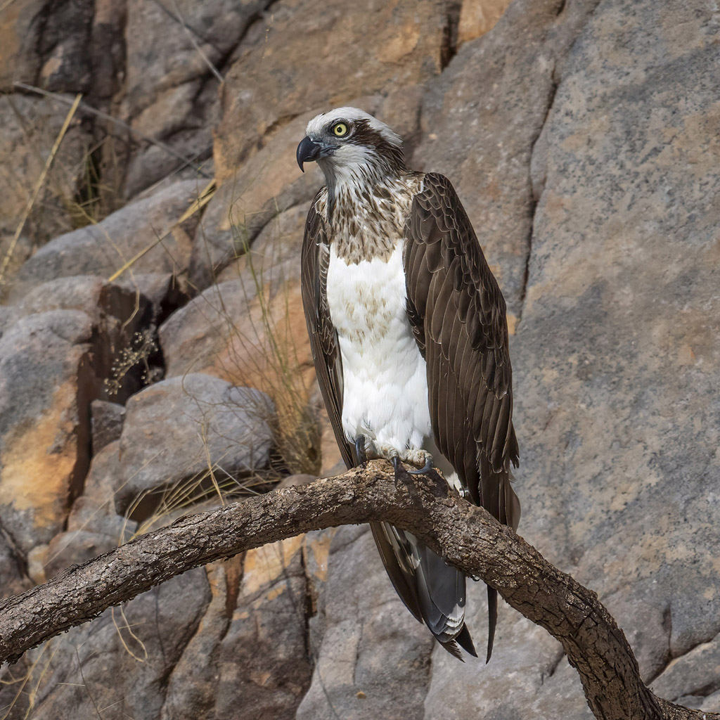Osprey