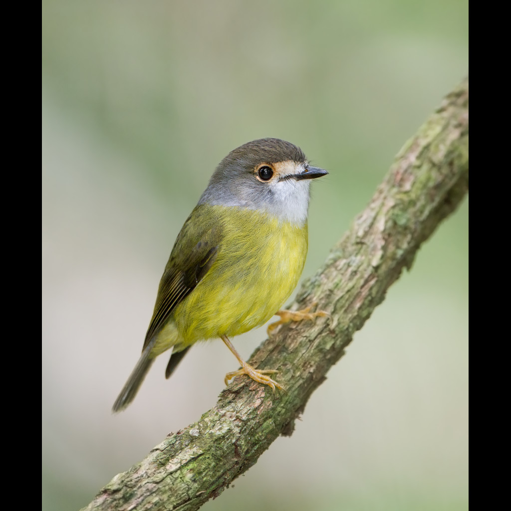 Pale-yellow Robin