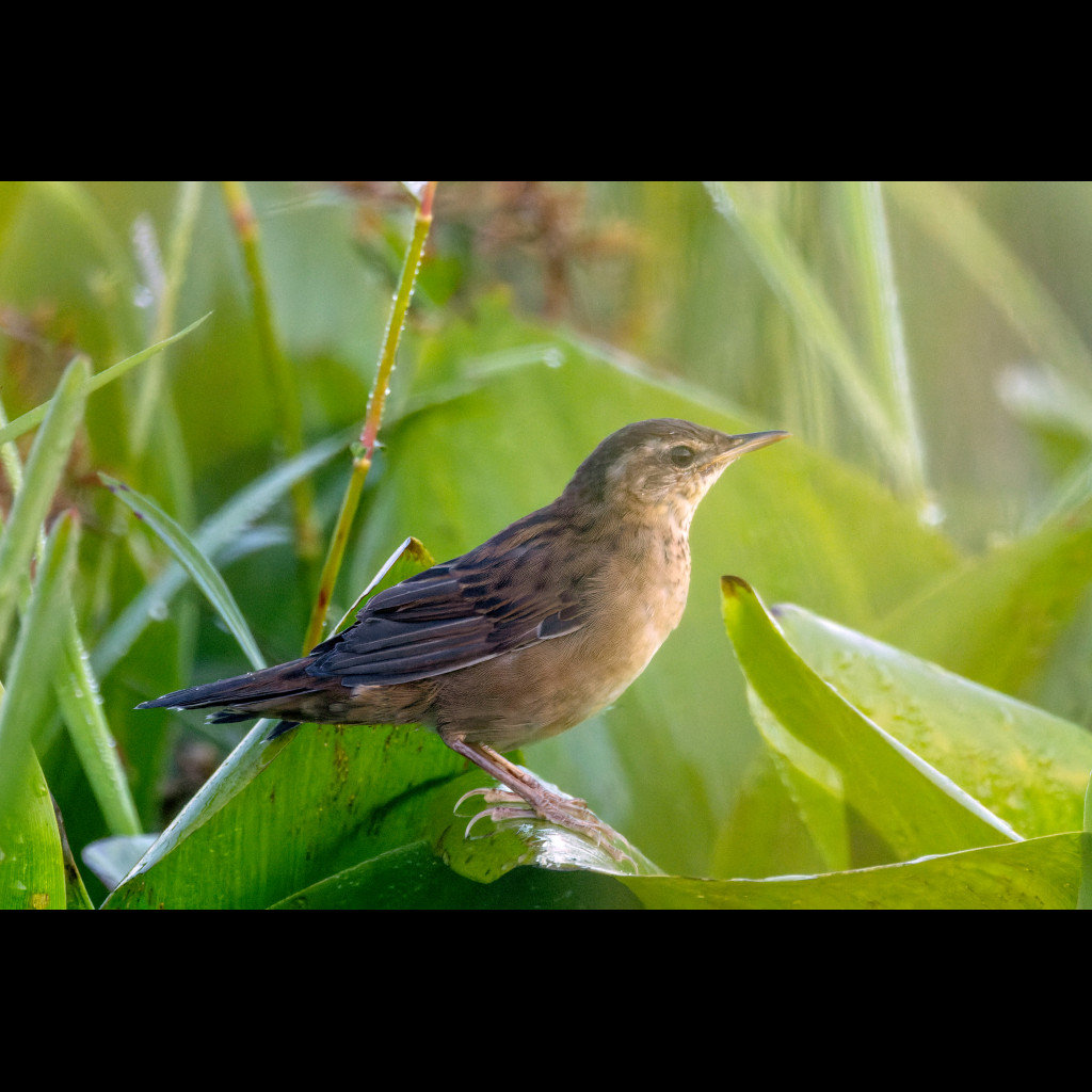 Pallas's Grasshopper-Warbler