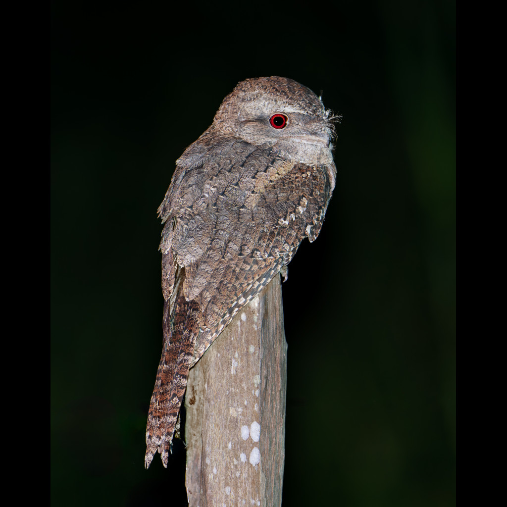Papuan Frogmouth